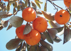 A Historic Persimmon Tree - National News