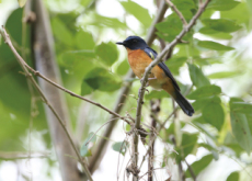 New Songbird Species Discovered - Trend