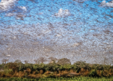 East Africa Threatened by Locusts - World News