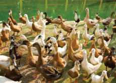 Ducks Sent to Tackle Locusts - World News