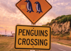 The Origin of Penguins - Trend