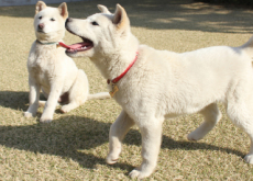 Are Jindo Dogs More Courageous Than Other Breeds? - Science