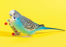 Are Birds Good Pets? - Think & Talk
