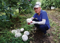 A Cluster of Giant Puffballs in Namwon - National News