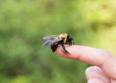 Teen Rescues Bumblebee - World News