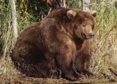 Fat Bear Week: Silly, but Interesting - Guest Column