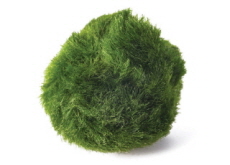 Marimo: A Wonderful and Easy Pet - Guest Column