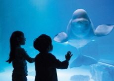 Lotte World Aquarium Plans To Send Bella to Wildlife Sanctuary - National News