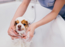 How To Bathe a Puppy - Life Tips