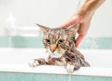 How To Bathe a Cat - Life Tips