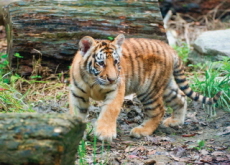 Baby Tiger ‘Gangsan’ Passes Away - National News