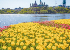 The History of the Canadian Tulip Festival - History