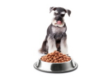 The History of Commercial Pet Food - History