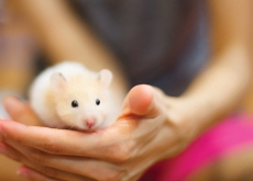 Gene-editing Experiment Turns Hamsters Into Aggressive Bullies - Science