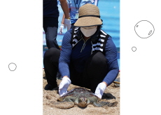 Six Endangered Sea Turtles Returned to the Sea - National News
