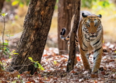 Indian Tiger That Killed Nine People Shot Dead - World News