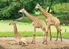 Scientists Unveil Giraffes’ Ability To Make Statistical Inferences - Science