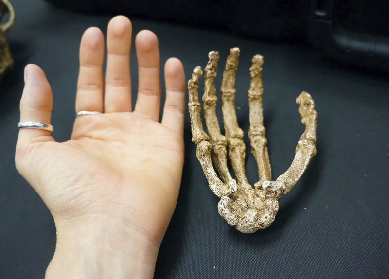 New Men Fossils come into View2