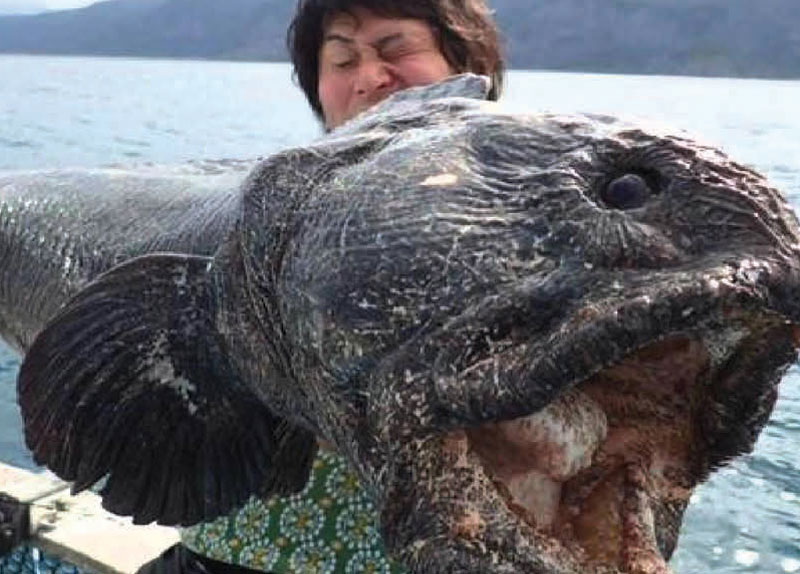 Monster Wolffish0