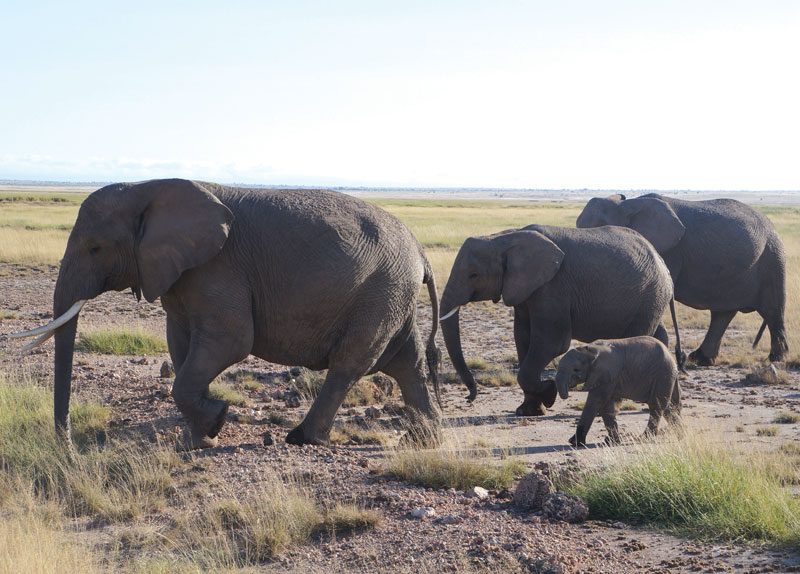 ‘Street View’ of African Animals0