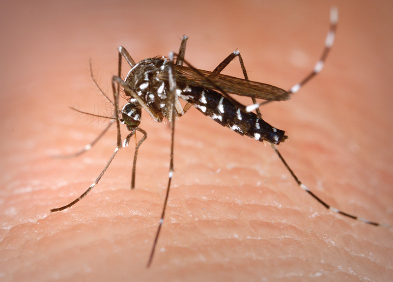 All insects are beneficial to the world0