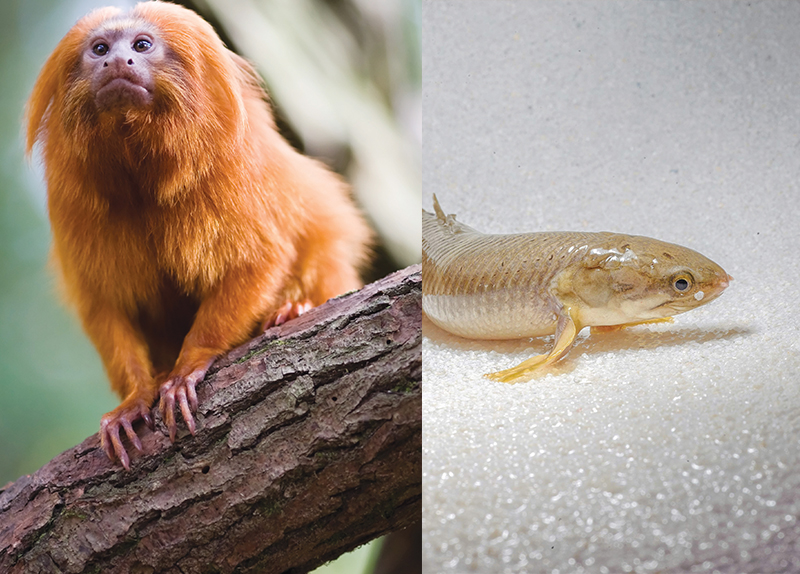 New Species Found in the Himalayan Region0