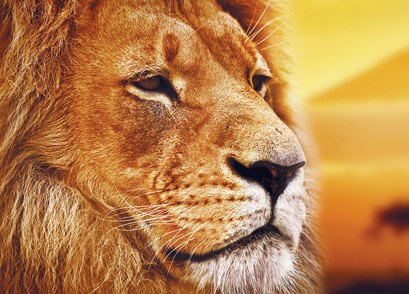 Lion Populations in Africa Would Be Halved0