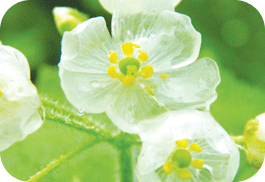 Transparent Bloom0