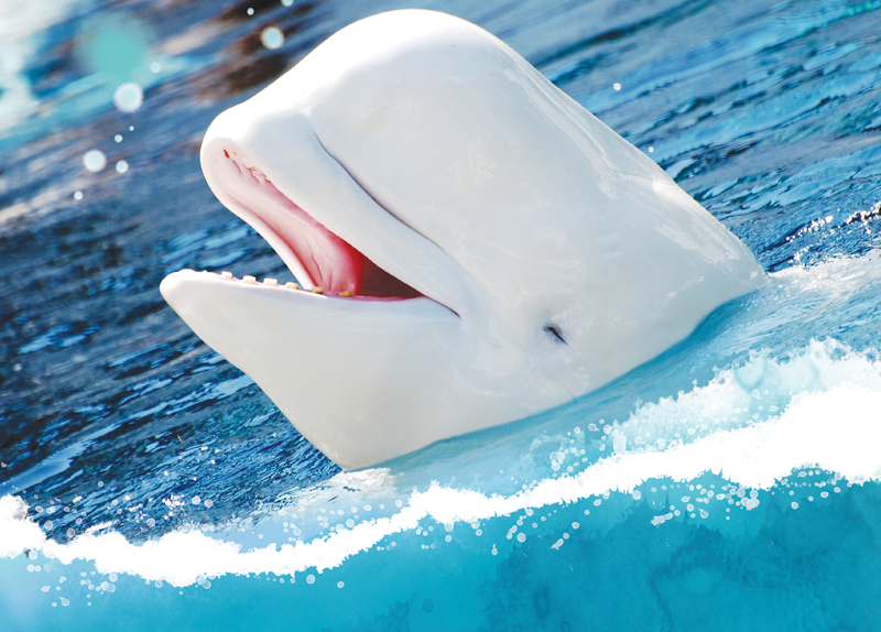 A Rare Species of Whales0
