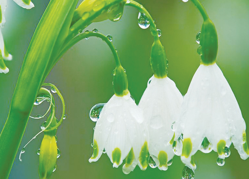Green Aroma1