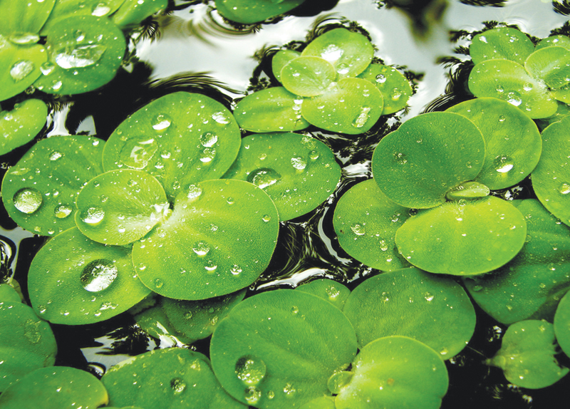 Green Aroma0