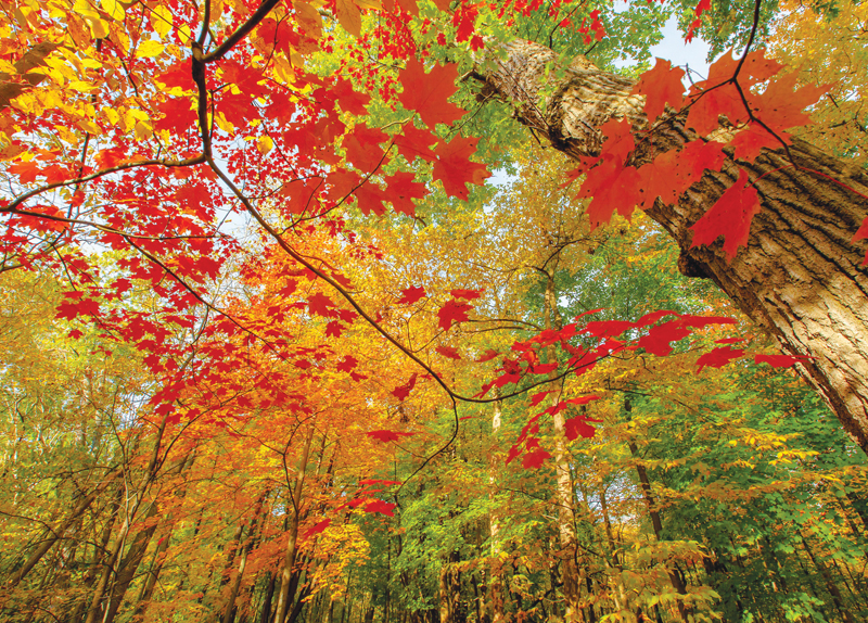 Why Leaves Change Color in Autumn0