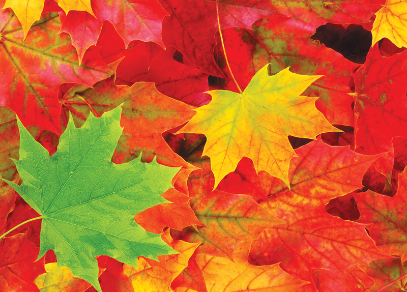 Why Leaves Change Color in Autumn1