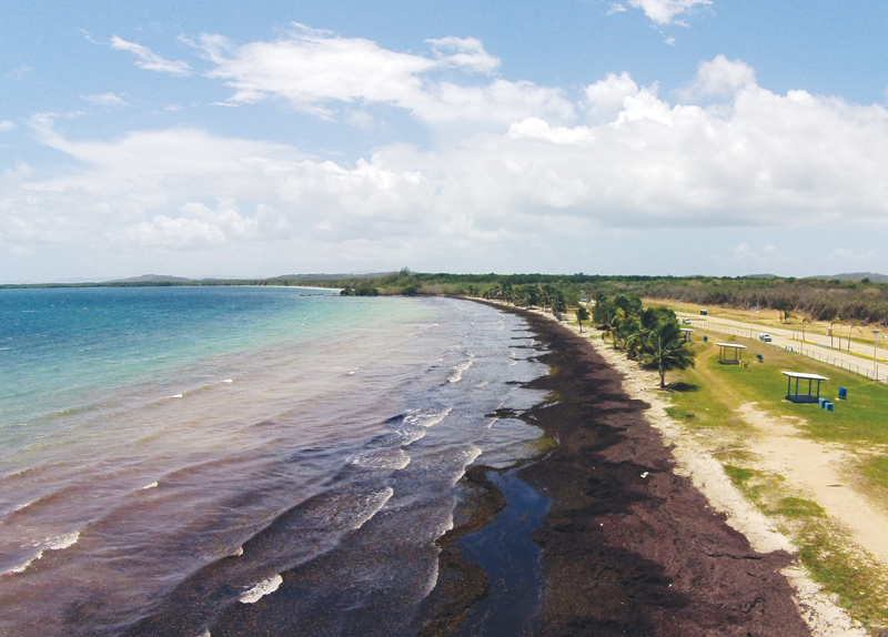 Stinky Seaweed Has a Scientific Reason0