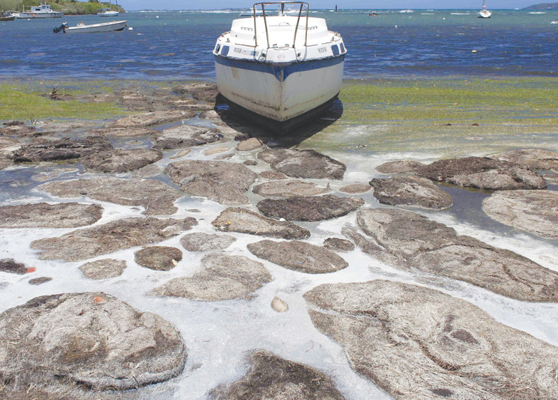 Stinky Seaweed Has a Scientific Reason2