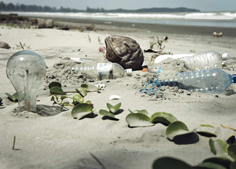 Marine Animals’ Plastic Diet0