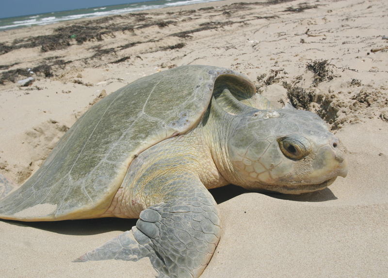 Marine Animals’ Plastic Diet1