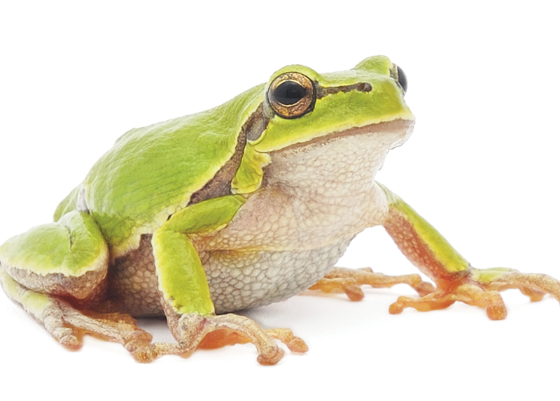 Frogs Are Disappearing0