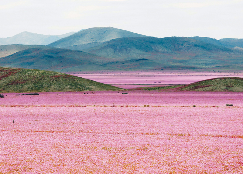 Flowery Desert0