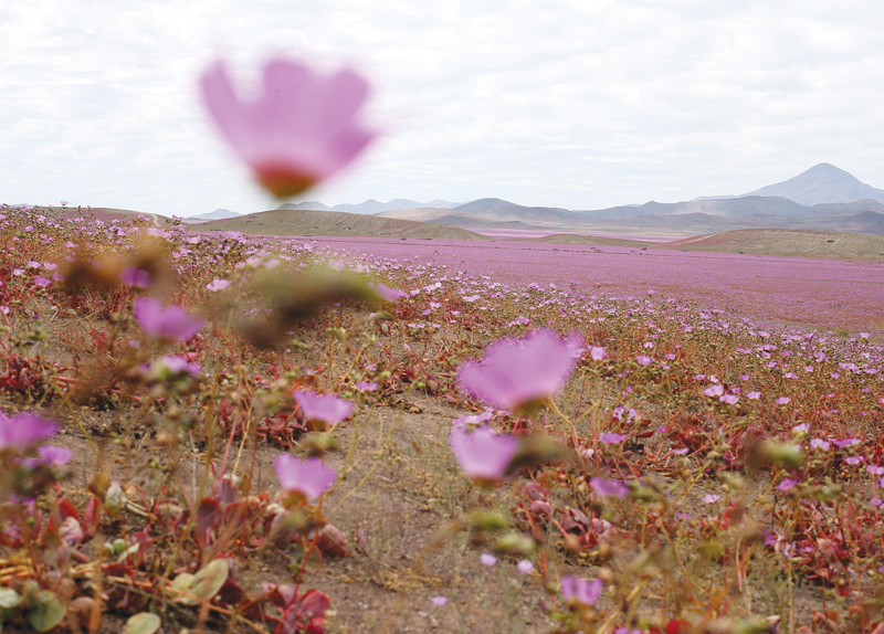 Flowery Desert2