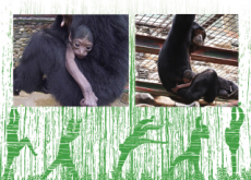 Welcome to Korea, Baby Siamang - National News Welcome to Korea, Baby Siamang - National News
