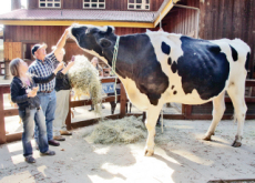 So Much Beef! / The Lantern Festival - Photo News So Much Beef! / The Lantern Festival - Photo News
