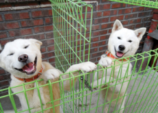 Pungsan Dog Village - Let's Go