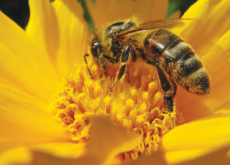 Busy Bees - Science