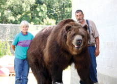 One Big Bear Family - Aha!