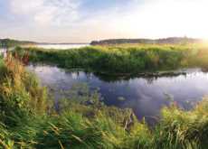 Precious Wetlands - National News