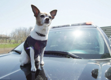 World’s 1st Police Chihuahua - Aha!