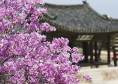 Spring Flowers In Korea - Focus