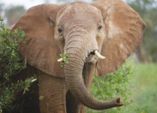 African Elephants Face Extinction - Focus