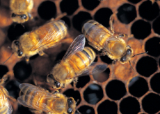 Be A Bee Farmer - National News
